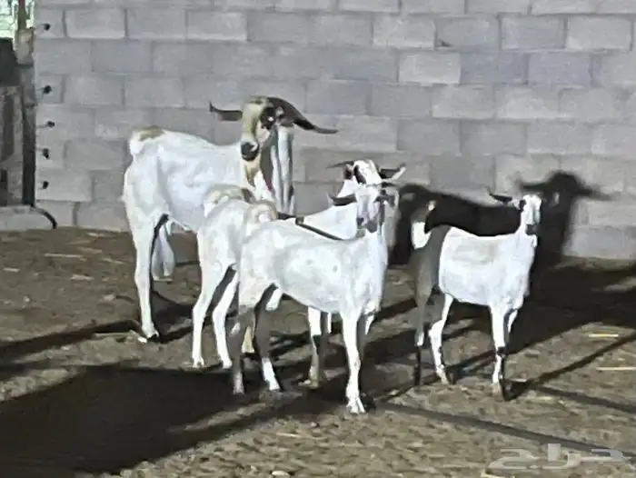 معزاء بيشيات فواخر 13