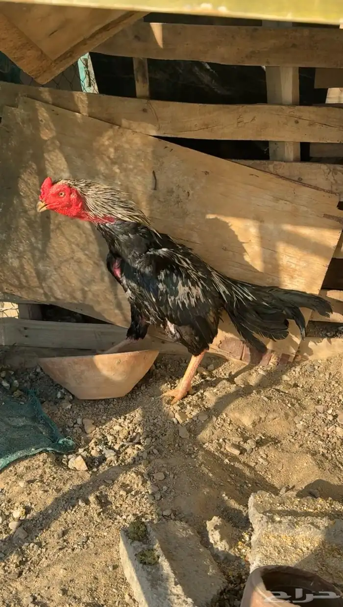 ديك باكستاني (( تم البيع خارج الموقع )) 1