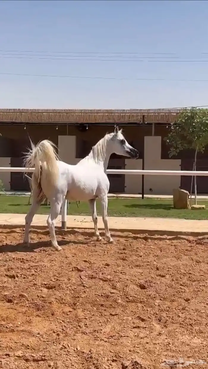 فرس واهو جمال 1