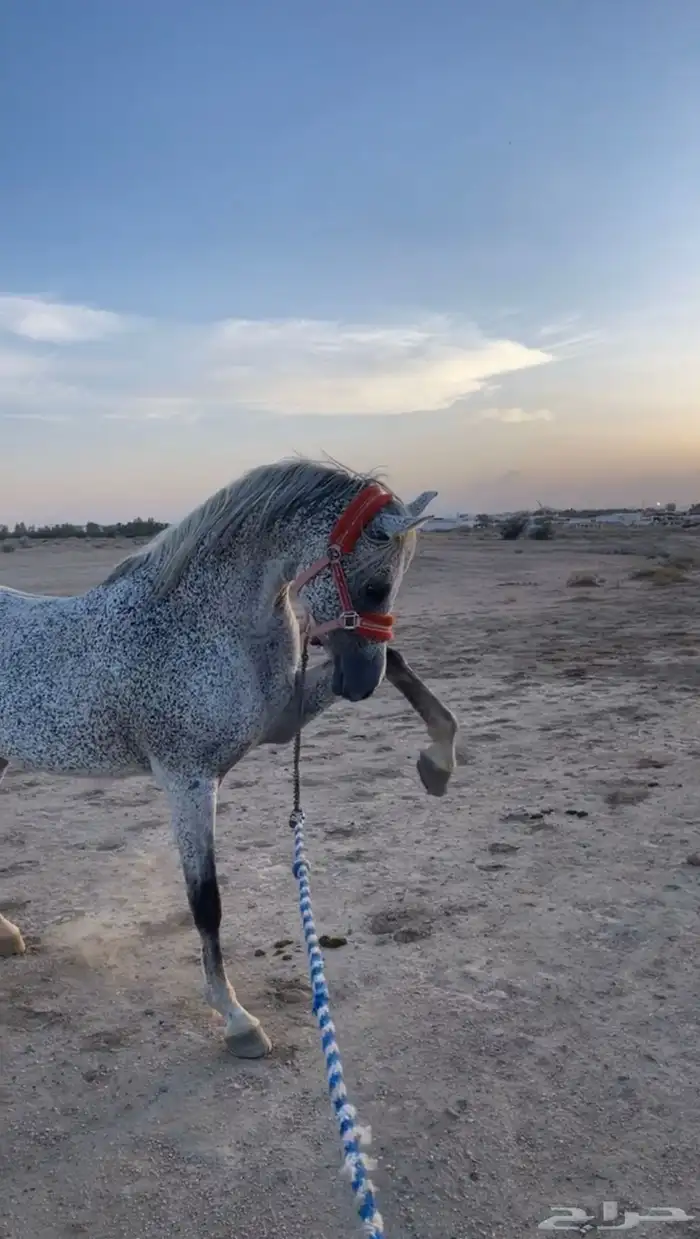 حصان مكس للبيع 3