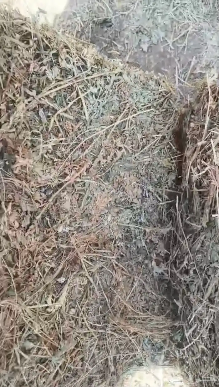 برسيم مخلوط صيفي للبيع 2