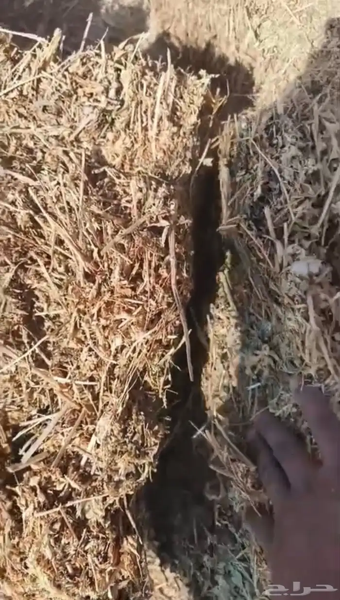 برسيم مخلوط صيفي للبيع 3