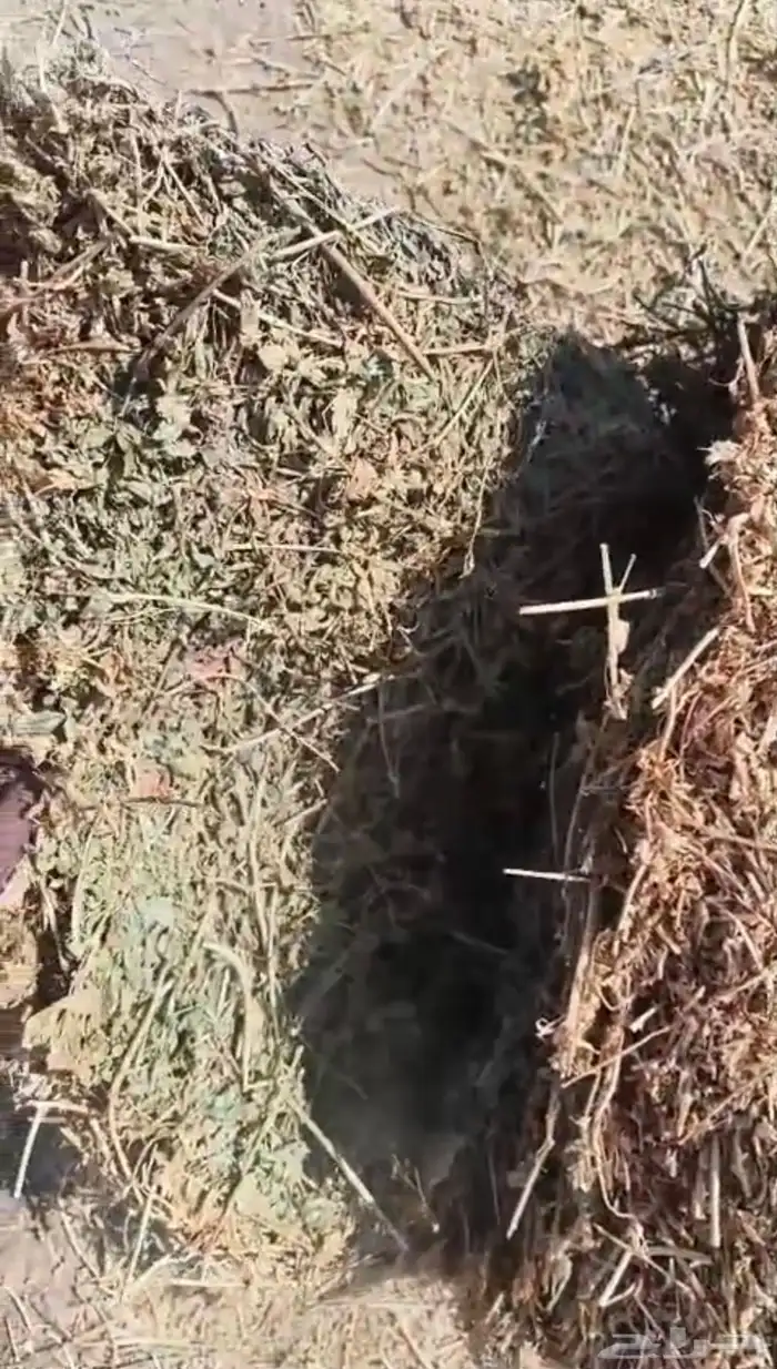 برسيم صافي صيفي شد كلاس للبيع 2