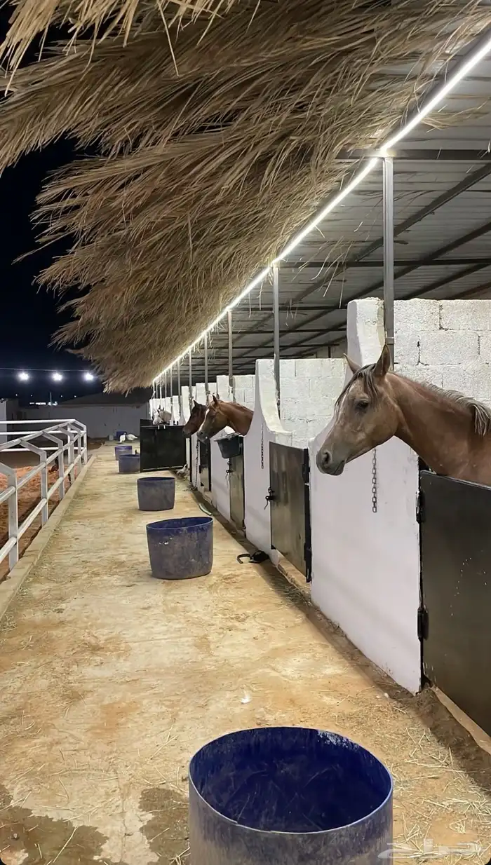 ايوا خيل وعسف وتدريب 1