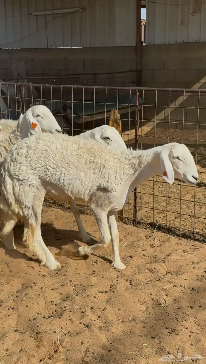 غنم صنف _ مضاريع 1