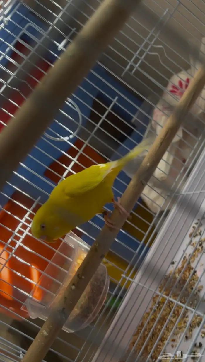 زوج بادجي فخم(طيور الحب) 2