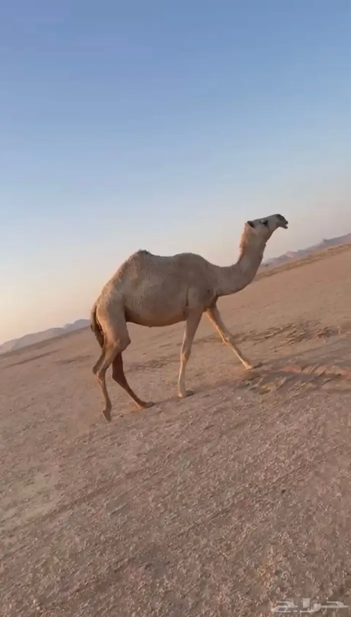 ضروبه شقحاء 0