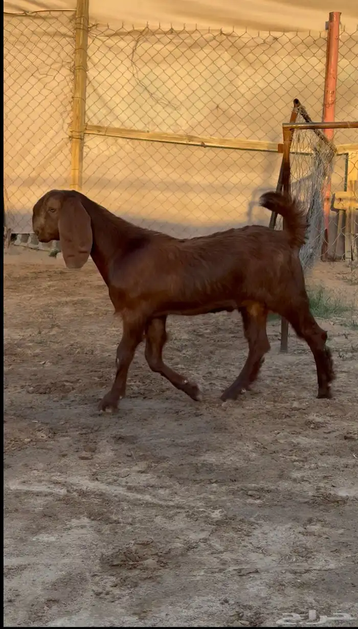 تيس مشروع فحل فاخر جدا 2