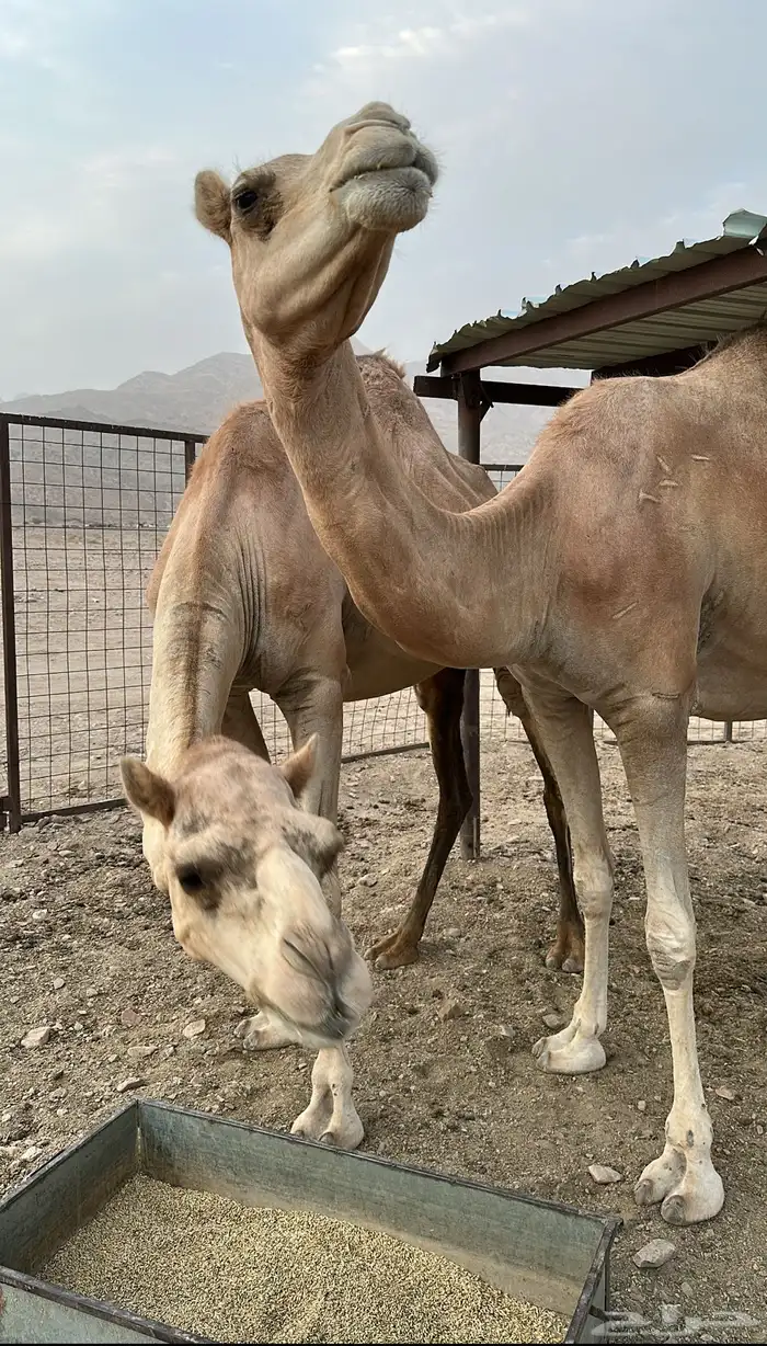 ناقتين هجن 0