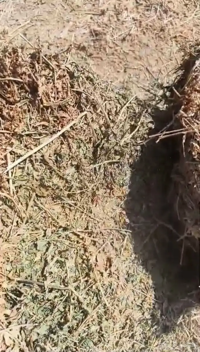 برسيم صافي صيفي شد كلاس للبيع 0