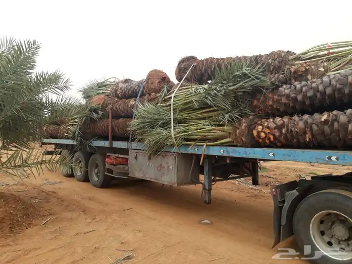 العنوان شقراء 24