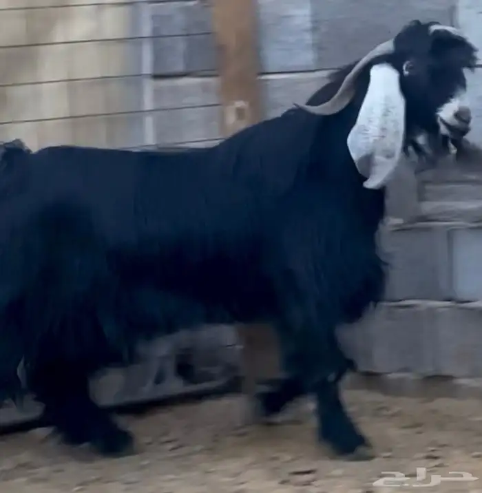 فحل عارضي صغير سن فاخر 4