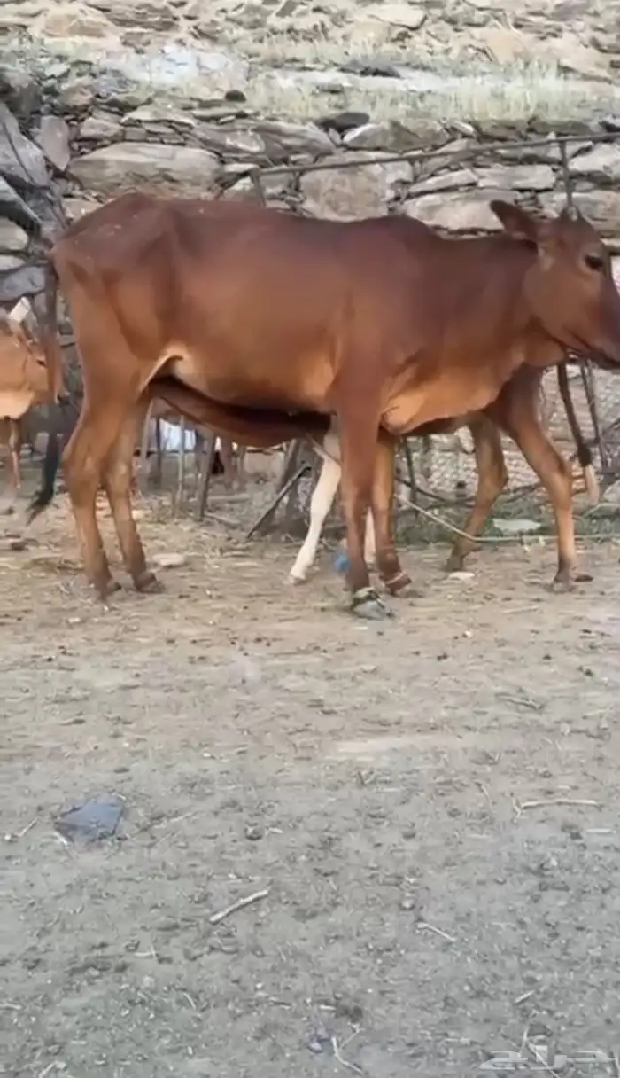 بقره تحتها حسيله 0