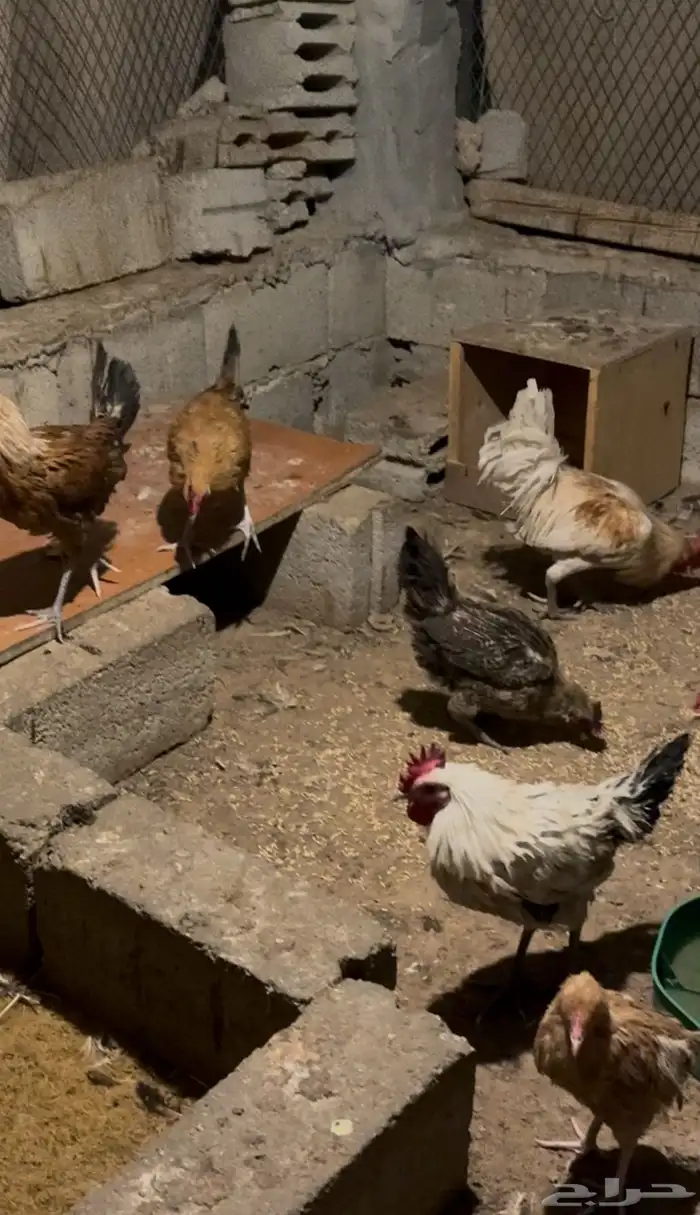 بيع ديوك ودجاج 0