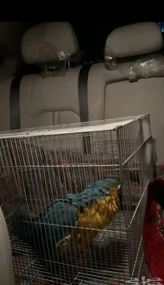 مندوب توصيل حيوانات أليفة طيور من جازان إلى جدة 0