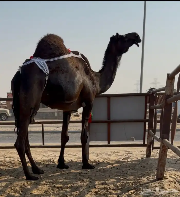 عشراء ضروبه بكر سديس 0