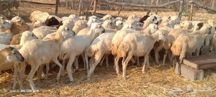 رخال رفيدي من 620ريال 7