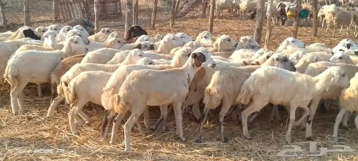 رخال رفيدي من 620ريال 3