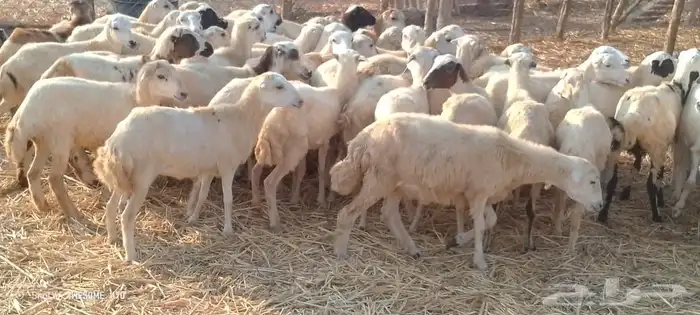 رخال رفيدي من 620ريال 8