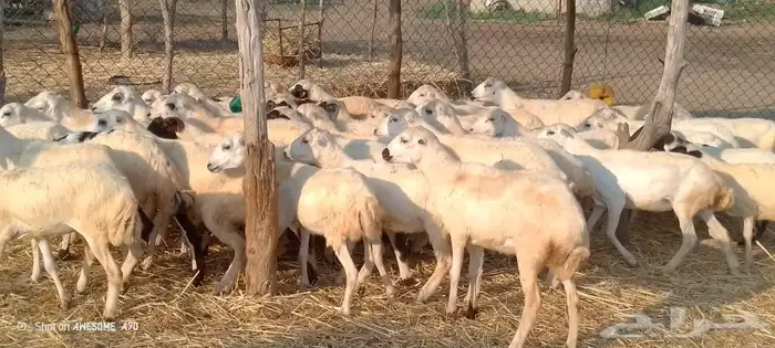 رخال رفيدي من 620ريال 0