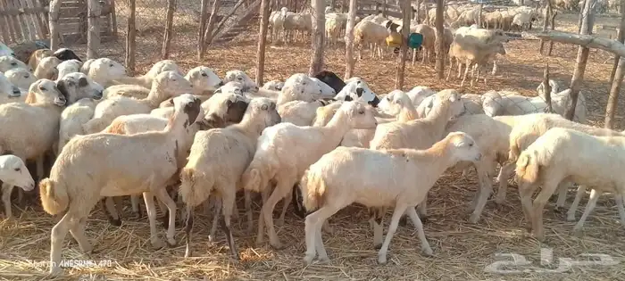 رخال رفيدي من 620ريال 5