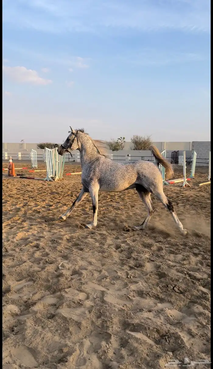 حصان مكس للبيع 4