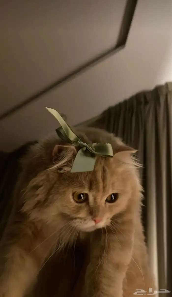 قطو شيرازي 1