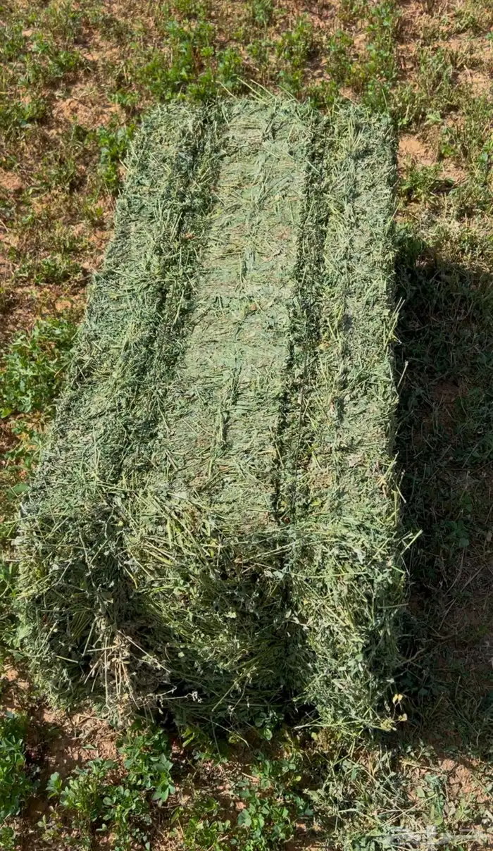 برسيم صافي جندير ميقوع وزن 30 كيلو 1