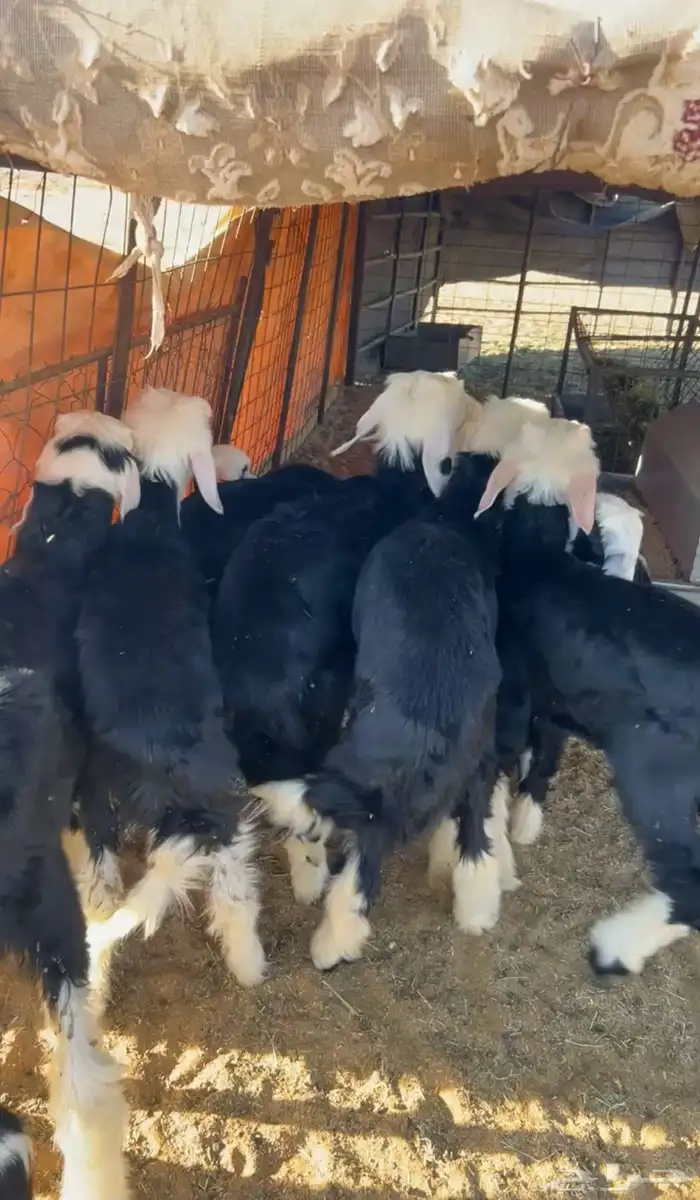 غنم نجد العدد 43 تحتها عشر من البهم فيها 20 مابين جذعه وثنه 0