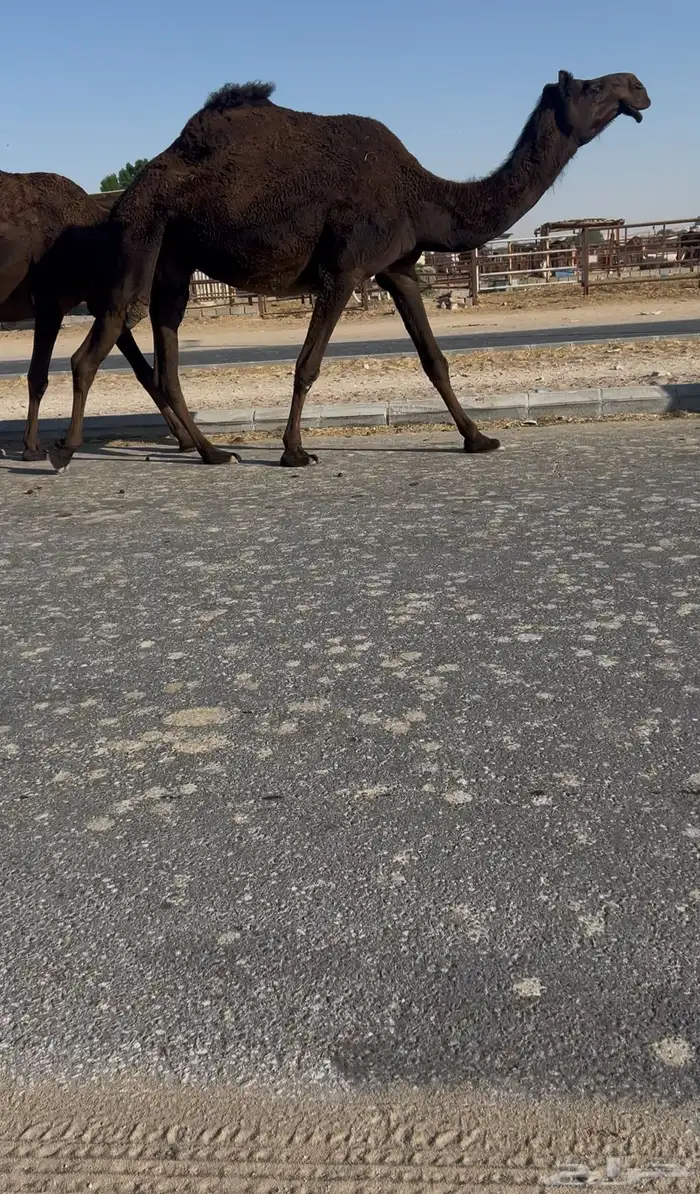 للبيع القحات كفو 9