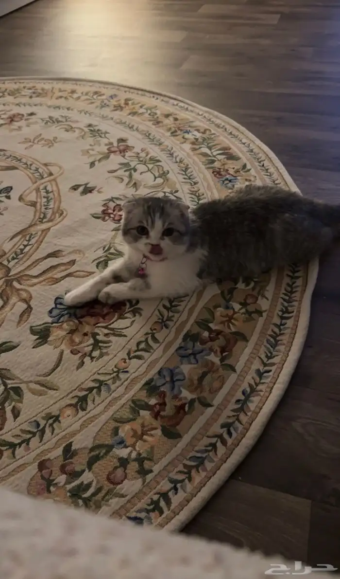 قطه القطه نوعها سكوتش فولد بيور نضيفه معاها كرت تطعيمات 2