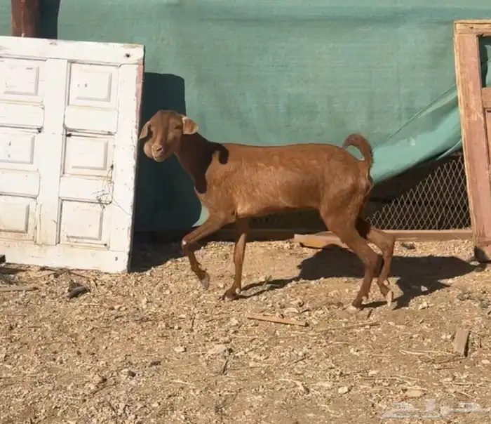 معزا جنوبيات للبيع 2