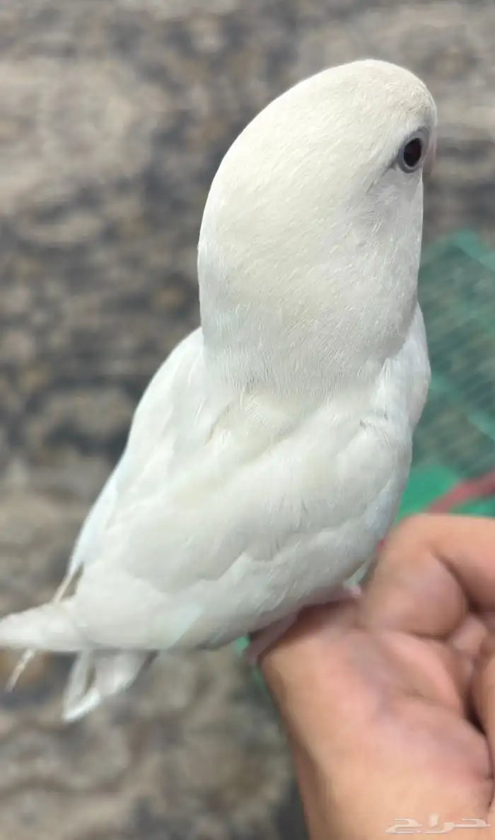 روز البينو اليف ( تم البيع ) 3