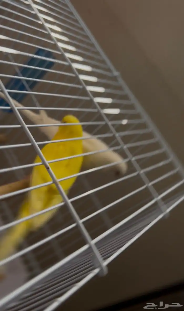 زوج بادجي فخم(طيور الحب) 0