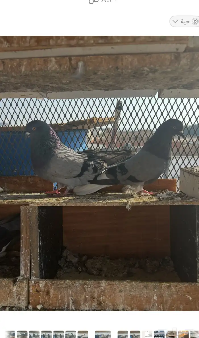 جوز سكاي كتر بطل 3