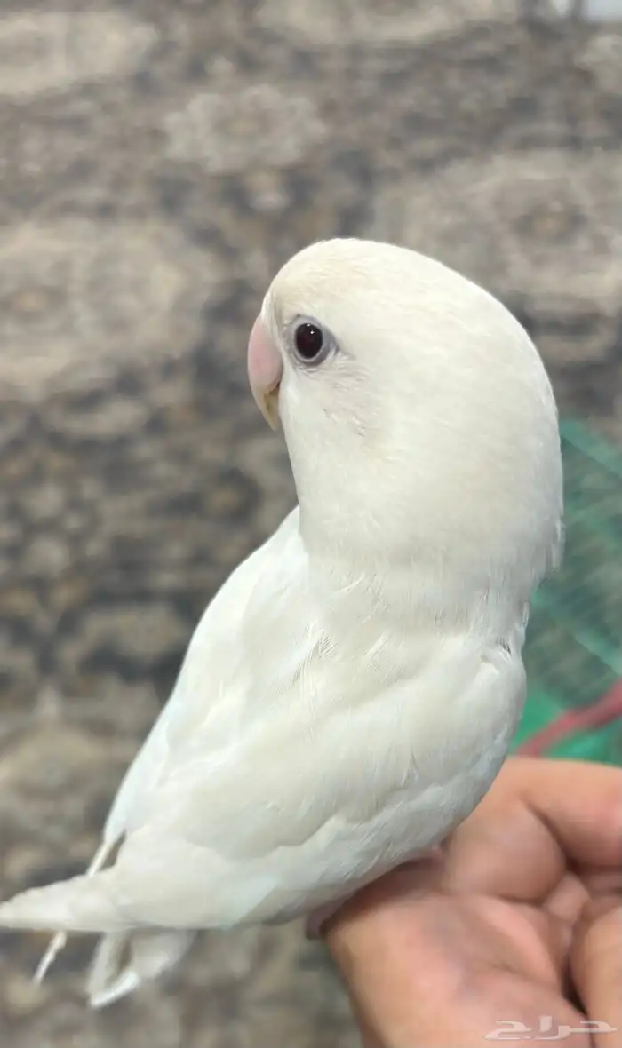 روز البينو اليف ( تم البيع ) 0