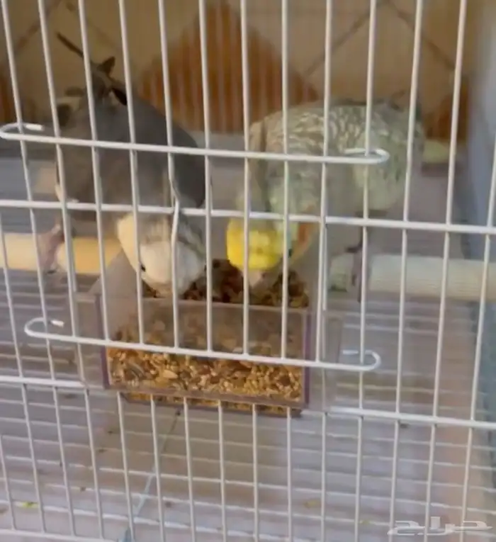 ببغاء كروان 2