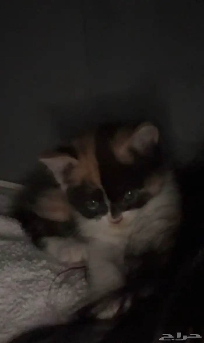 كتن كاليكو للتبني 1