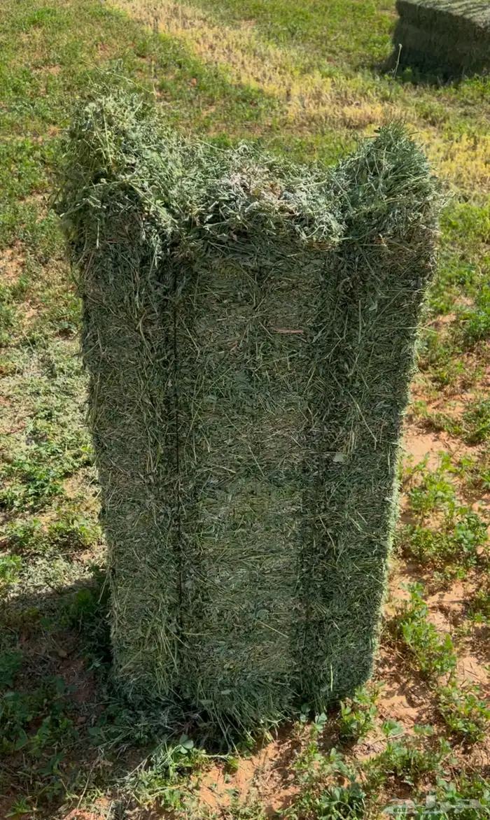 برسيم صافي جندير ميقوع وزن 30 كيلو 2