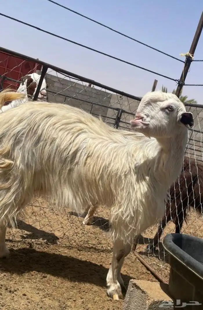 عنز شاميه فاخره للبيع برصا 0