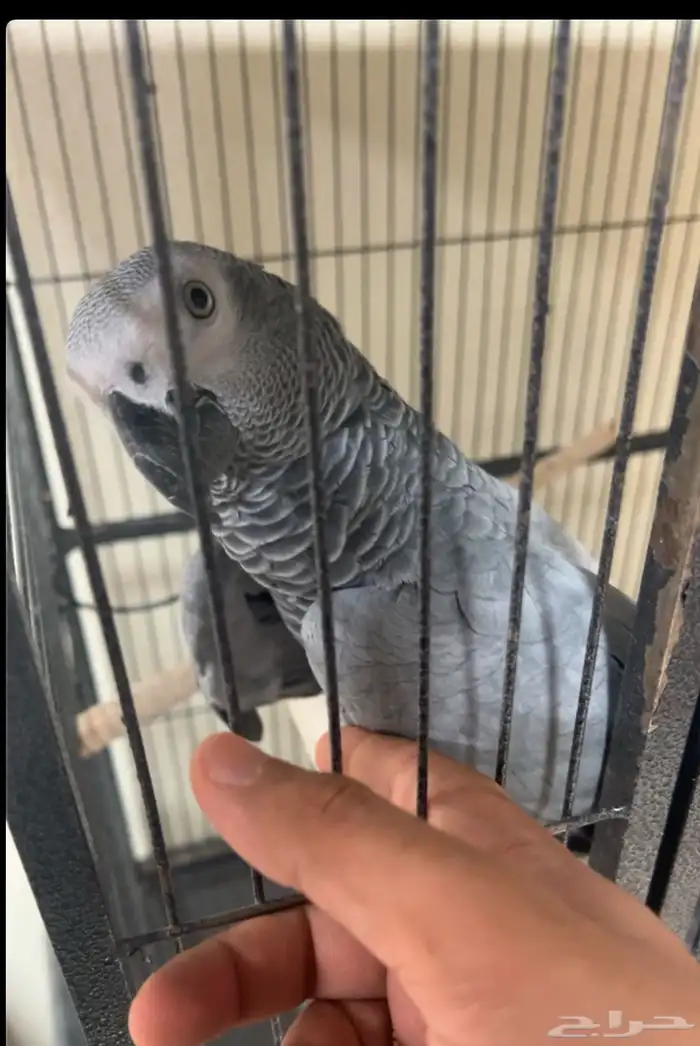 كاسكو متكلم 2