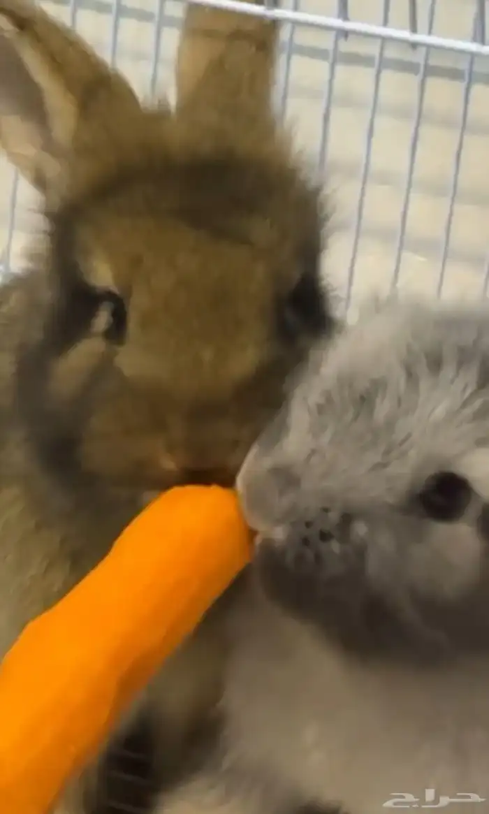 ارانب فرنسي للبيع 1