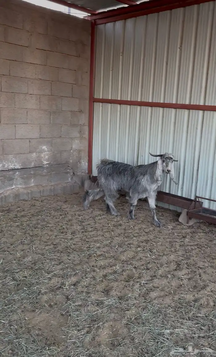 تيس مخصى للبيع 1