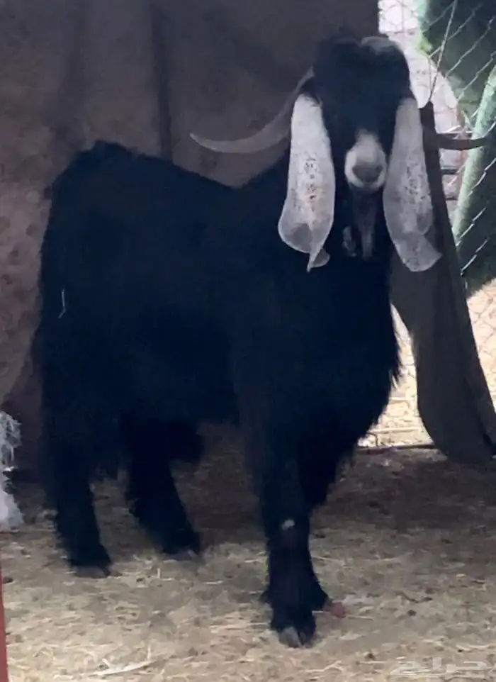 فحل عارضي صغير سن فاخر 3