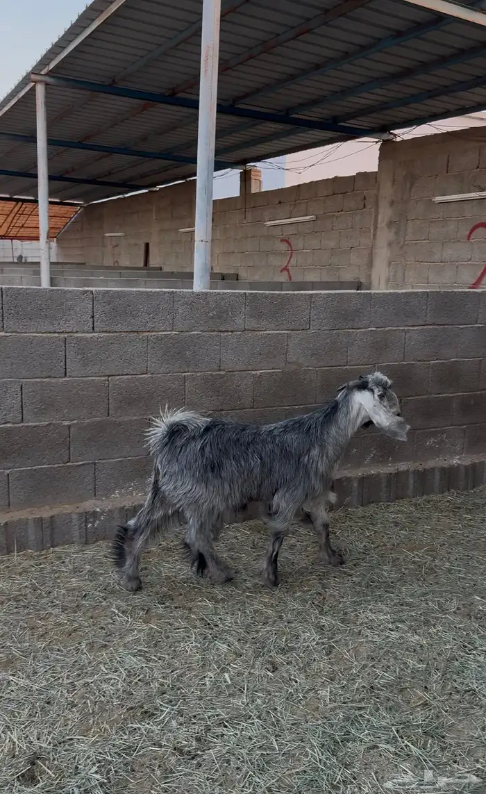 تيس مخصى للبيع 2