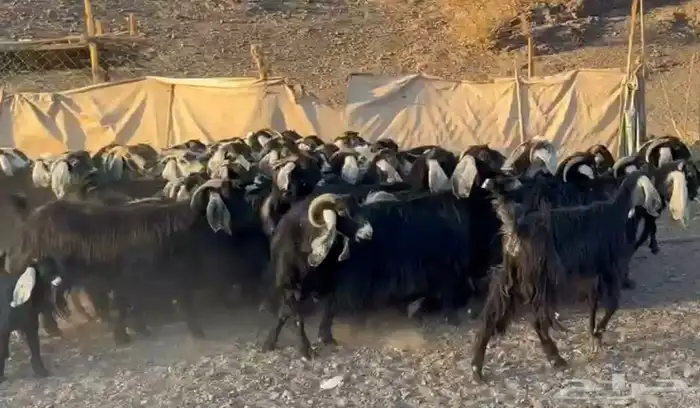 معزاء المراح الواحد واتلاد 1