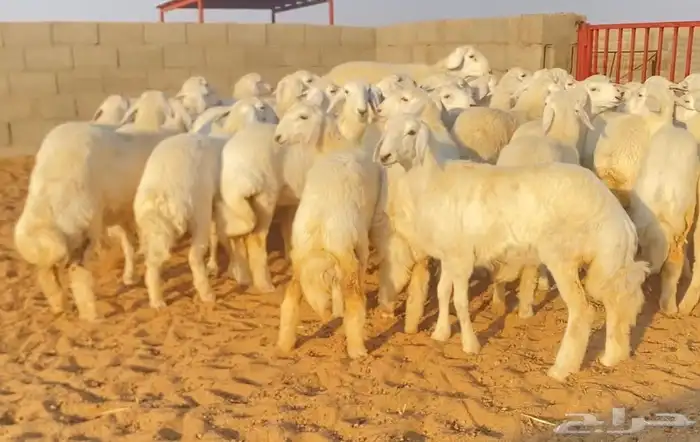 رخال حريه حرش صنف 4