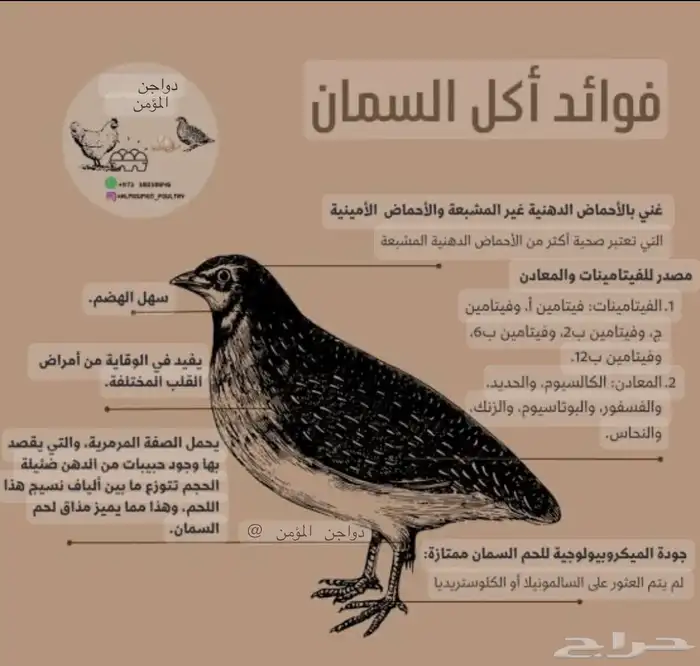 بيض سمان تكساس وعادي 1