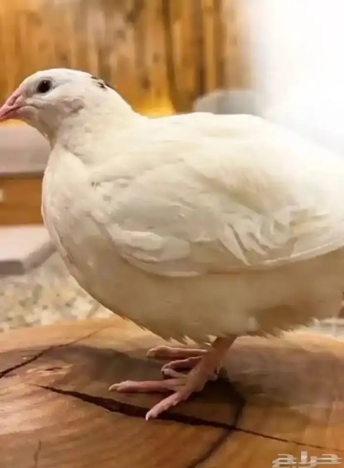 بيض سمان تكساس وبلدي 1