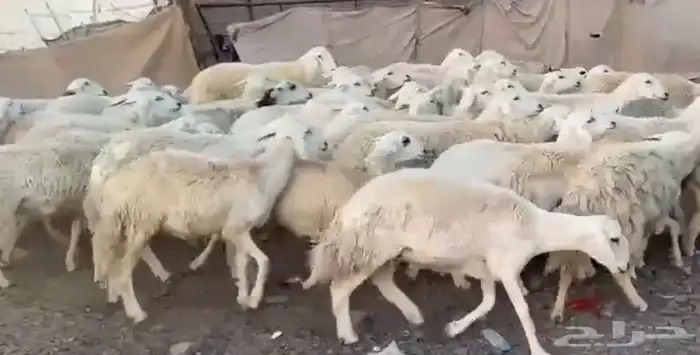 رخال حرش مراح 2